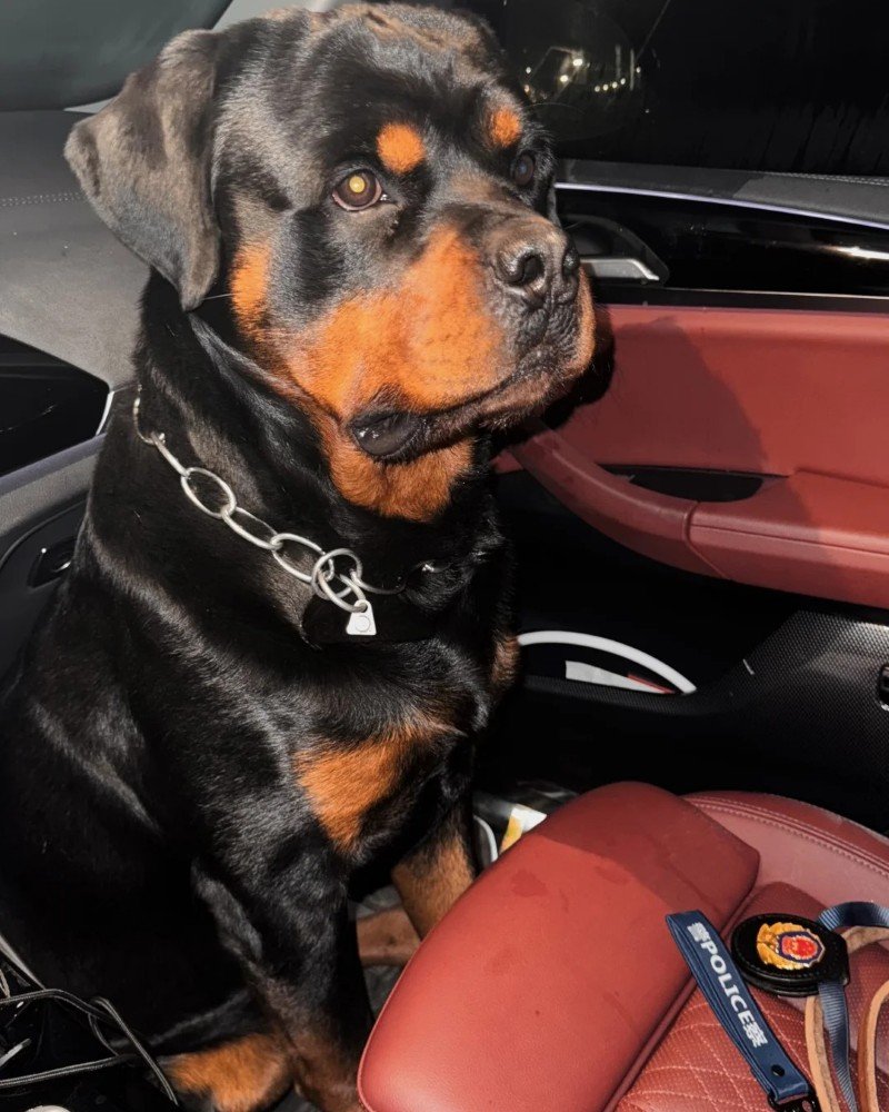 chó rottweiler 7