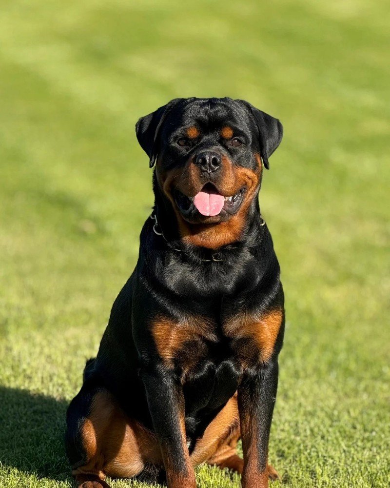 chó rottweiler 8