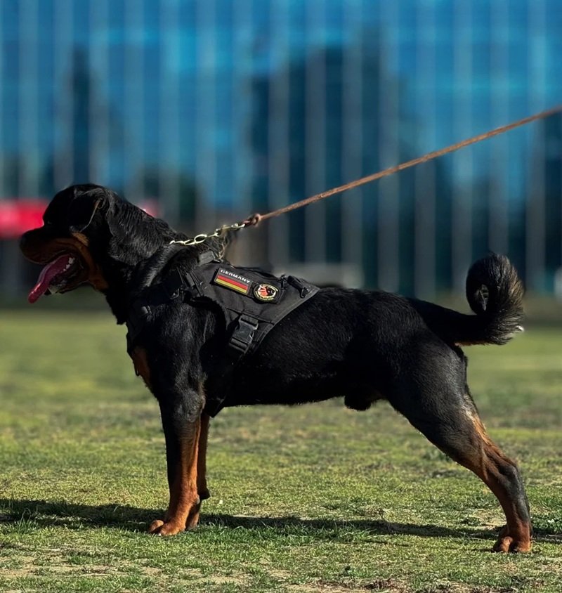 chó rottweiler 9