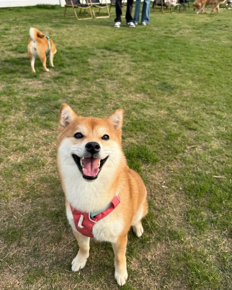 Chó Shiba – Nhỏ Gọn, Cá Tính Và Không Dễ Chiều