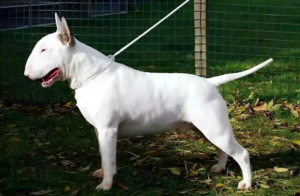 Chó Sục Bò – Giống Chó Cá Tính, Trung Thành Và Rất Đáng Nuôi