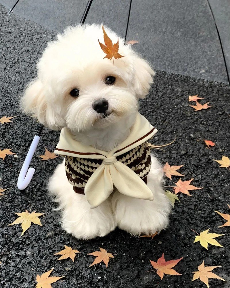 con chó dễ thương 11