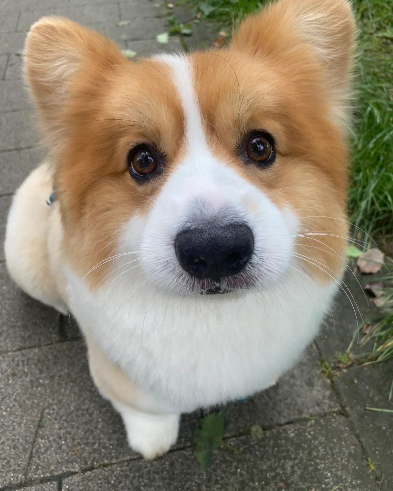 con chó dễ thương 12