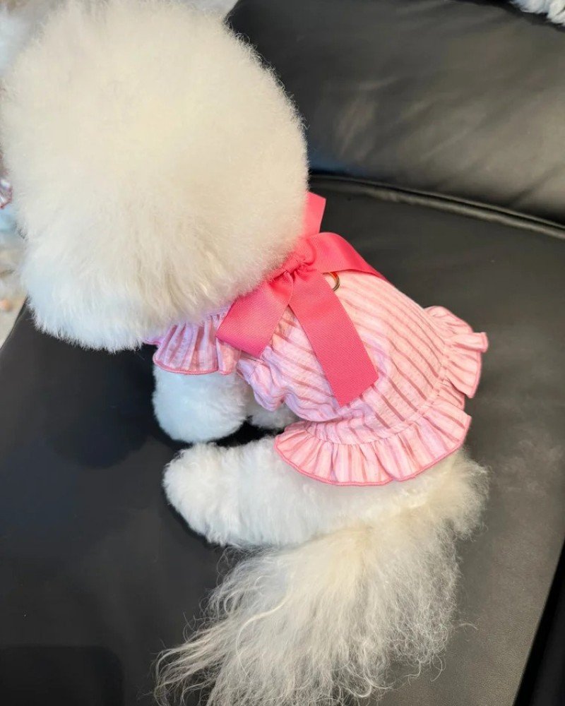 con chó dễ thương 14