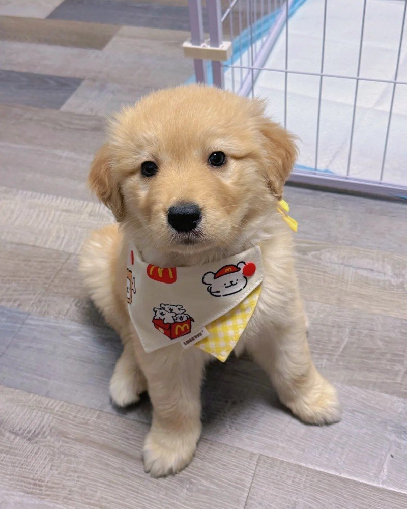 con chó dễ thương 15