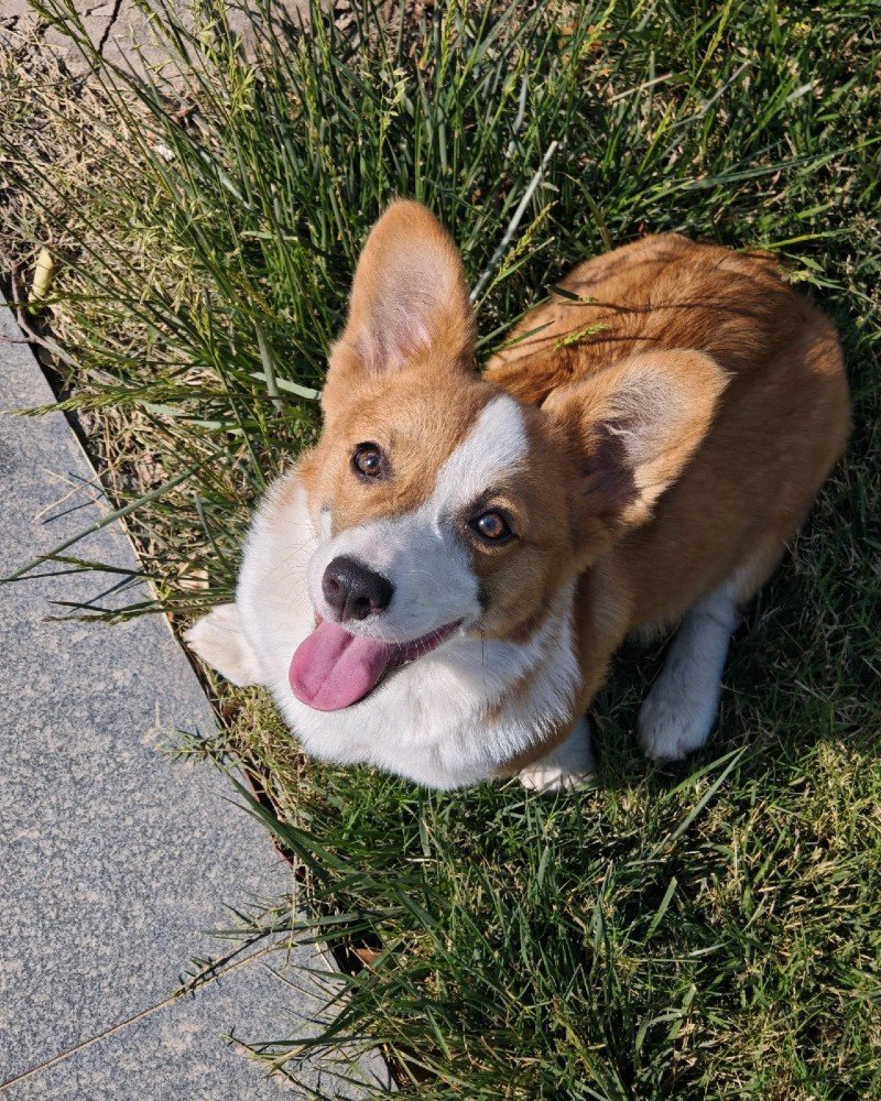 con chó dễ thương 21