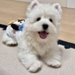 111+ Ảnh con chó dễ thương với khoảnh khắc đáng yêu tự nhiên