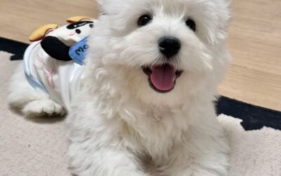 111+ Ảnh con chó dễ thương với khoảnh khắc đáng yêu tự nhiên