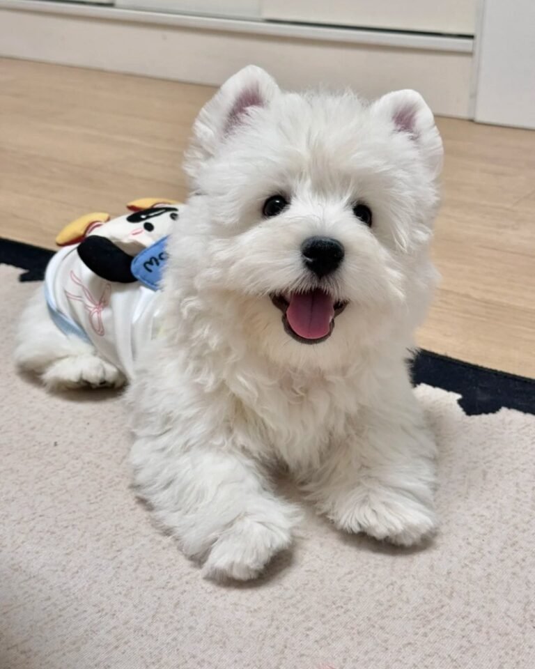 111+ Ảnh con chó dễ thương với khoảnh khắc đáng yêu tự nhiên