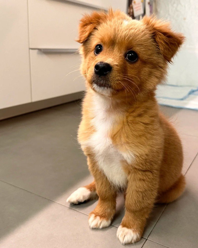 con chó dễ thương 33