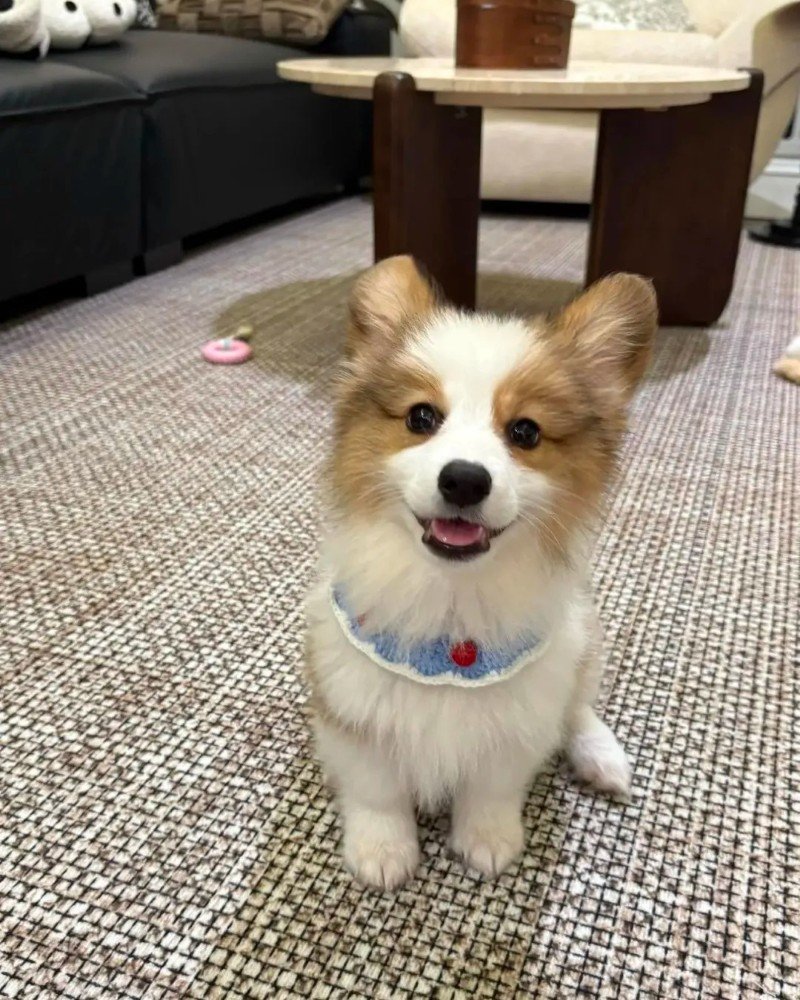 con chó dễ thương 8