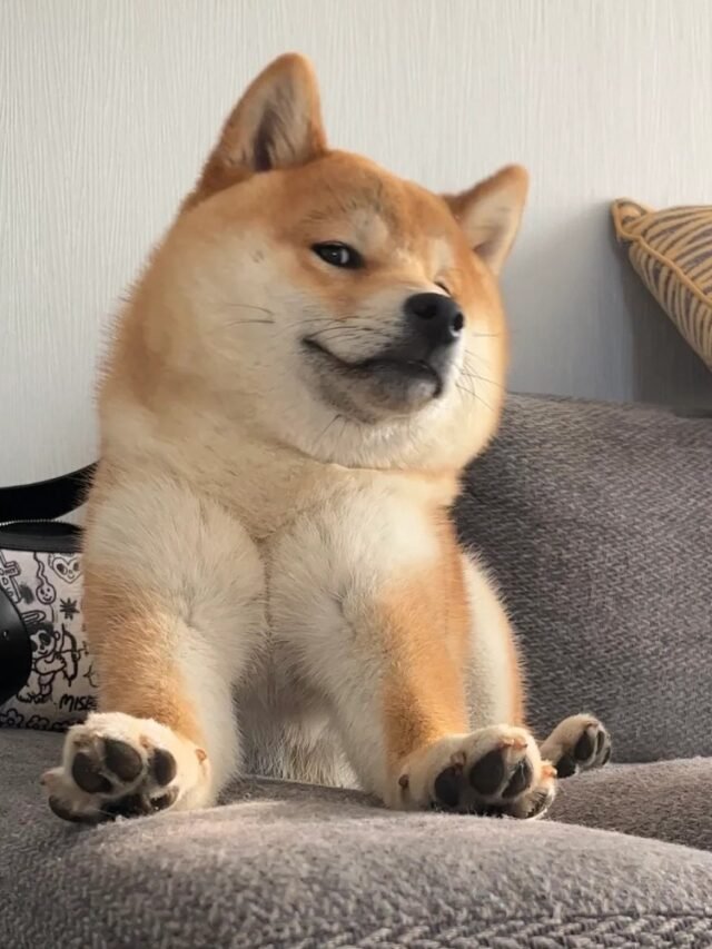 Ảnh chó vô tri dùng là thấy hợp mood ngay