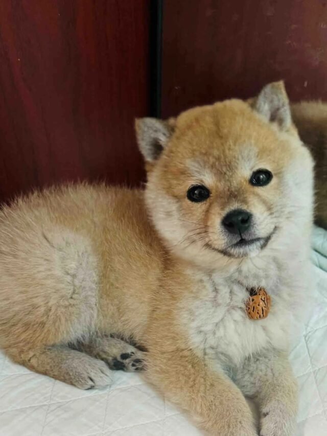 Ảnh con chó cười rạng rỡ khiến ai cũng mỉm cười theo