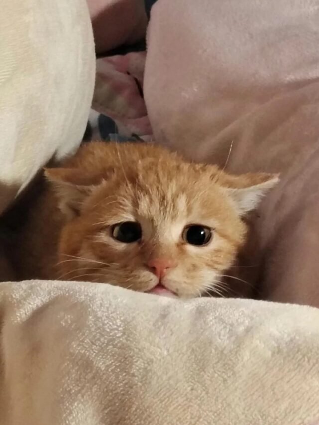 Ảnh Mèo Buồn Tinh Tế Dành Cho Người Ít Nói