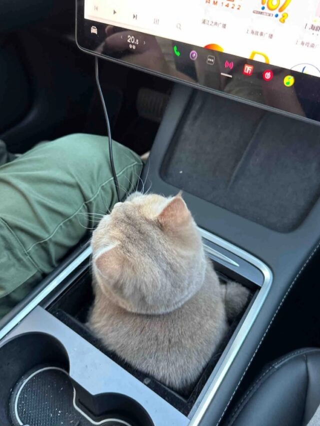 Ảnh Mèo Dễ Thương Nhìn Là Thấy Yêu Ngay