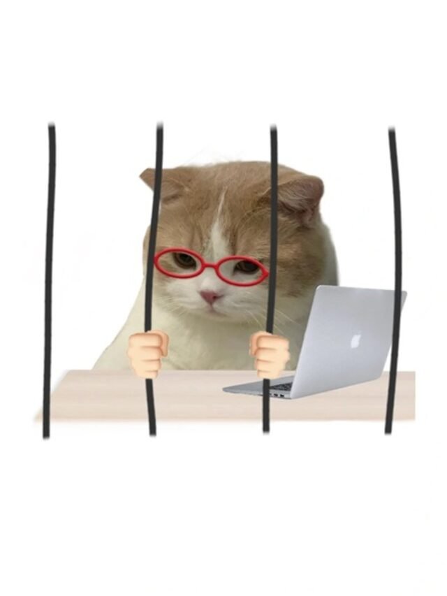 Tổng Hợp Ảnh Mèo Meme Hot Trend Hiện Nay