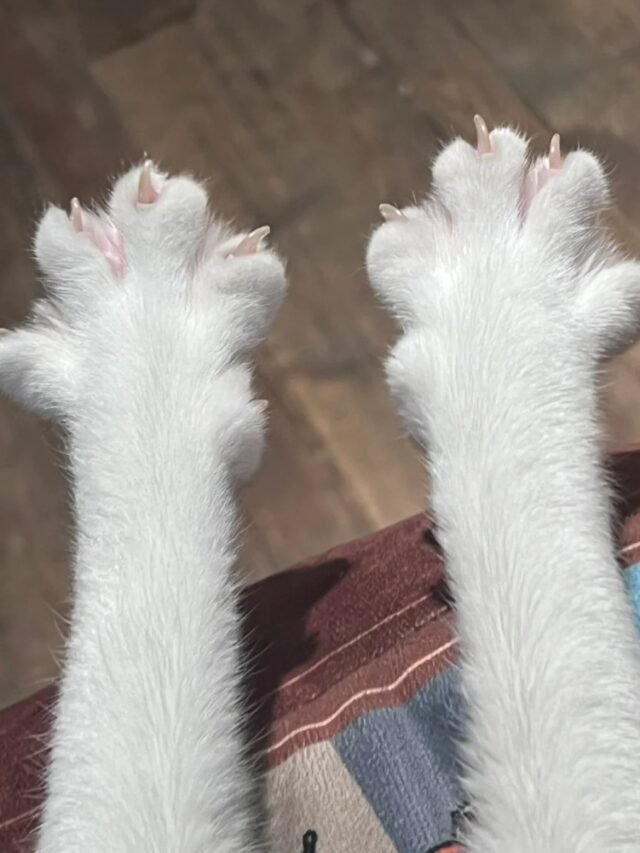 Ảnh Tay Mèo Đẹp Dùng Làm Avatar, Hình Nền