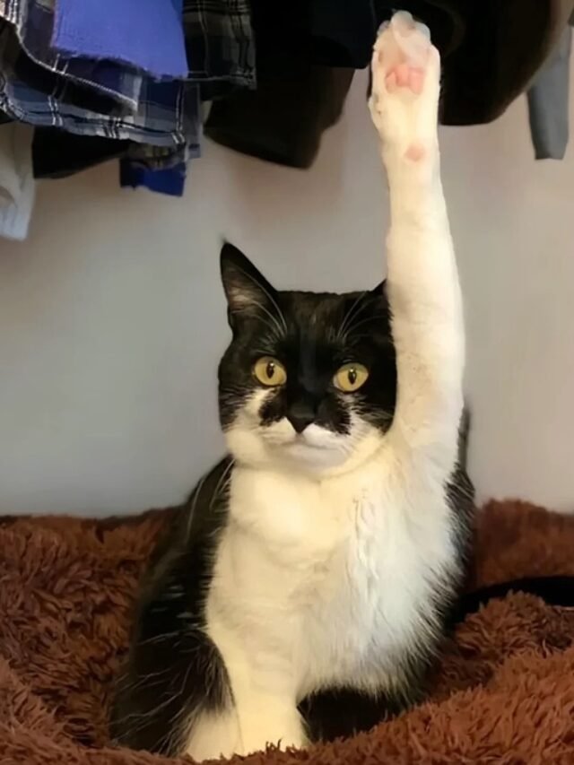 Avatar Mèo Vô Tri Phong Cách Ngầu Nhẹ