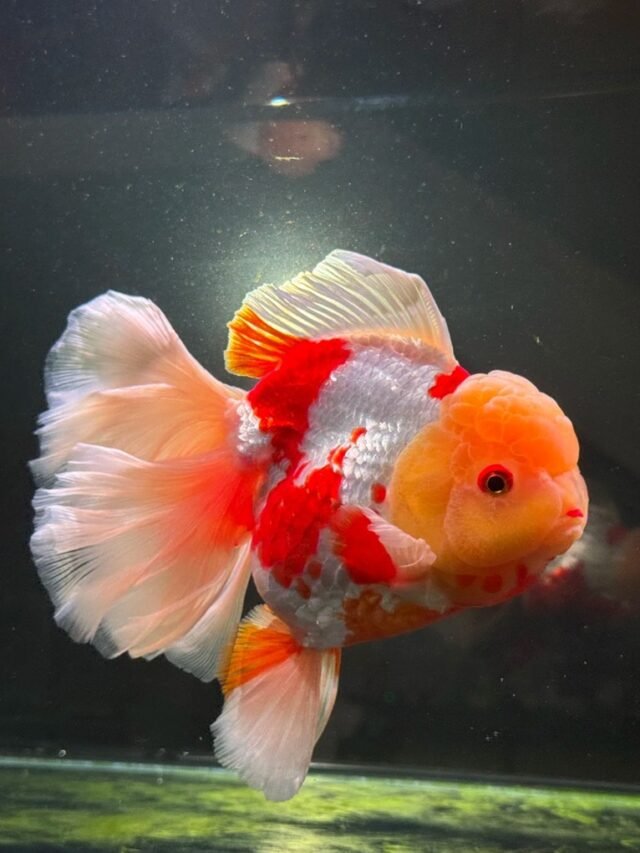 Ảnh Cá Ranchu Tròn Mập, Không Vây Lưng Rất Độc Đáo