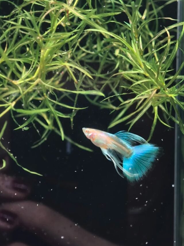 Ảnh Cá Bảy Màu Sặc Sỡ, Đuôi Xòe Đẹp Và Rất Bắt Mắt