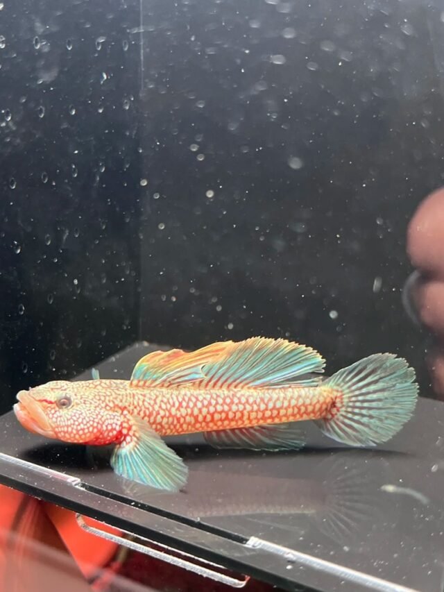 Ảnh Cá Bống Cảnh Nhỏ Gọn, Độc Lạ Và Rất Cá TínhMeta Description:
Tuyển chọn ảnh cá bống cảnh đẹp với dáng bơi sát đáy, ngoại hình độc đáo và phong cách tự nhiên trong hồ cá thủy sinh.