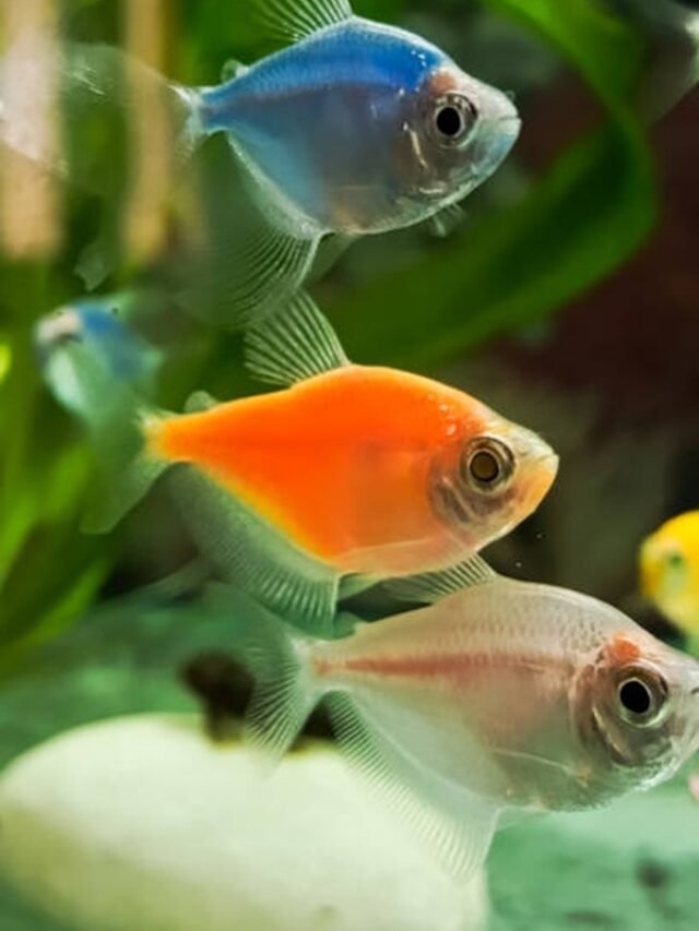 Ảnh Cá Cánh Buồm Vây Cao Ấn Tượng, Bơi Rất Duyên