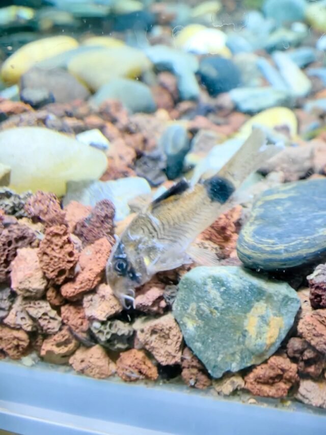 Ảnh Cá Chuột Panda Đen Trắng Dễ Thương, Dọn Đáy Giỏi