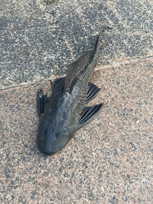 Ảnh Cá Dọn Bể Lau Kính, Giữ Hồ Cá Luôn SạchMeta Description:
Tuyển chọn ảnh cá dọn bể đẹp với khả năng lau kính, ăn rêu và dọn cặn bẩn hiệu quả trong hồ cá cảnh