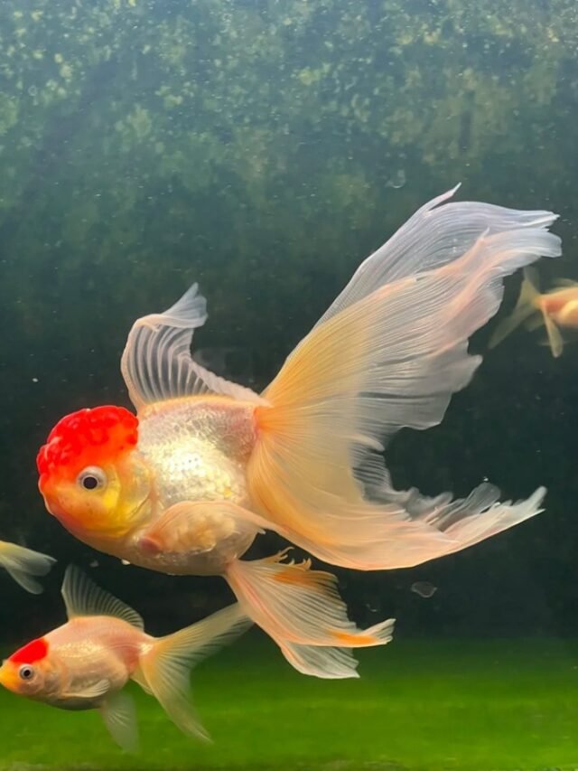 Ảnh Cá Hạc Đỉnh Hồng Màu Hồng Nhẹ, Bơi Đàn Đẹp