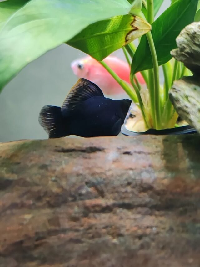 Ảnh Cá Hắc Molly Đen Tuyền, Bơi Nhẹ Và Rất Dễ Nuôi