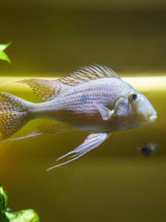 Ảnh Cá Hải Hồ Bám Đáy Độc Lạ, Phong Cách Suối Núi