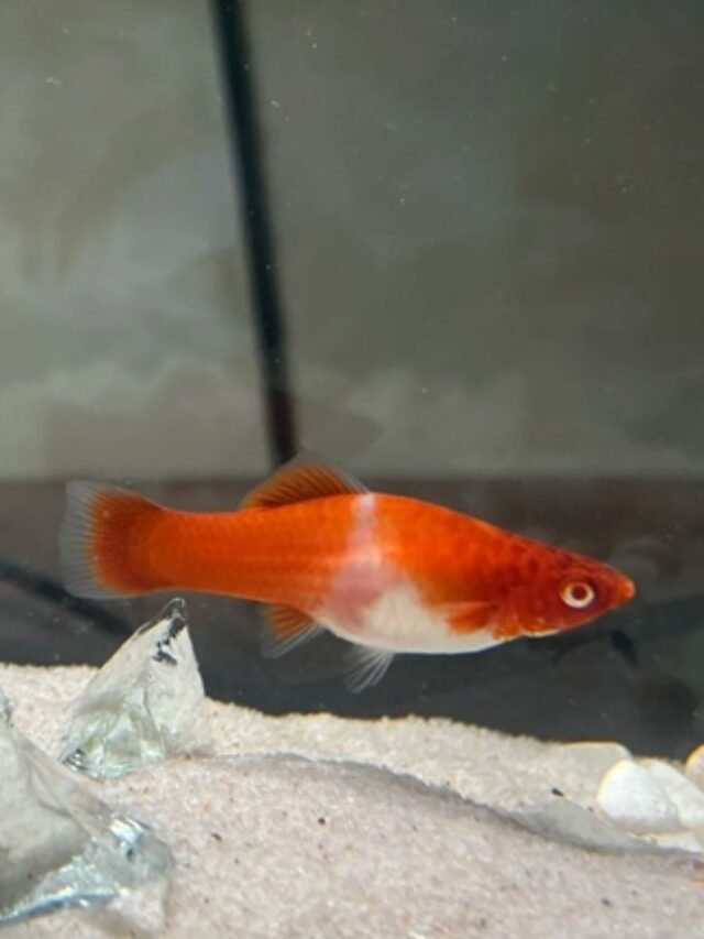 Ảnh Cá Hạt Lựu Đỏ Rực, Bơi Đàn Rất Bắt Mắt