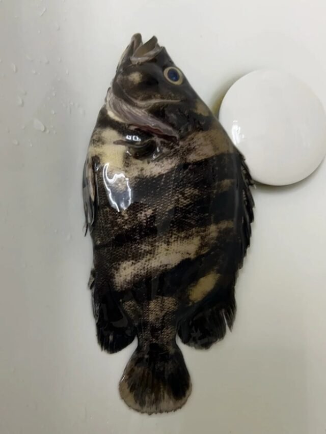 Ảnh Cá Hổ Indo Sọc Đen Uy Lực, Dáng Bơi Mạnh Mẽ