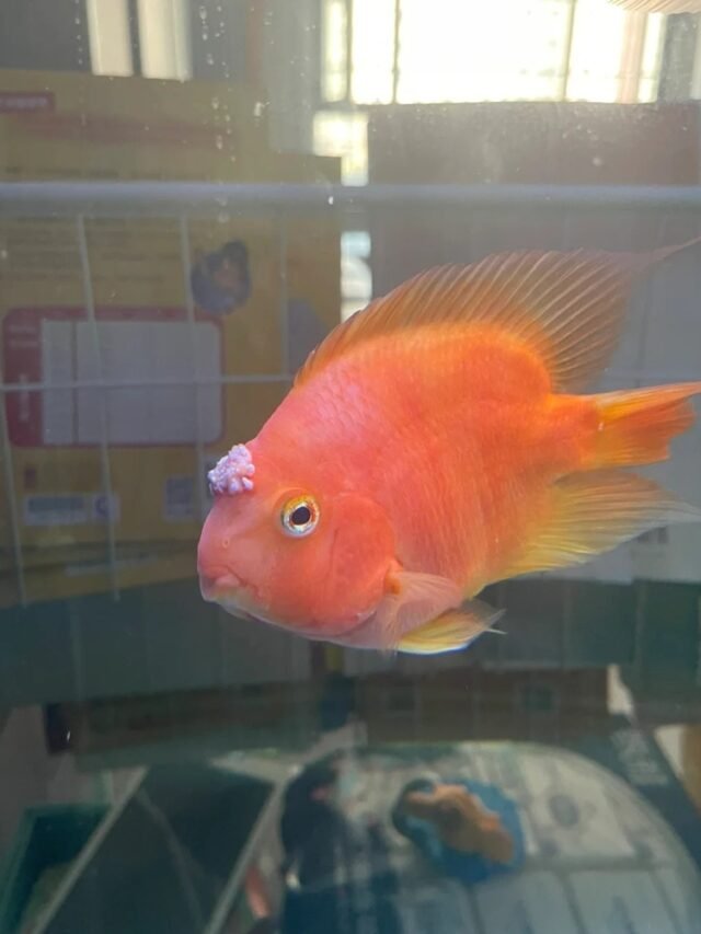 Ảnh Cá Hồng Két Đỏ Rực, Dáng Tròn Dễ Thương