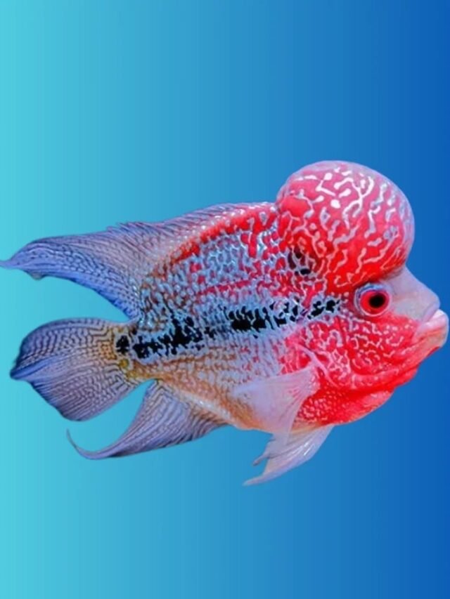 Ảnh Cá La Hán Đầu Gù To, Màu Sắc Rực Rỡ