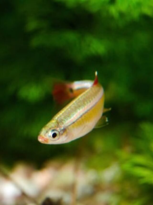 Ảnh Cá Mây Trắng Nhỏ Nhắn, Bơi Đàn Rất Dịu Mắt