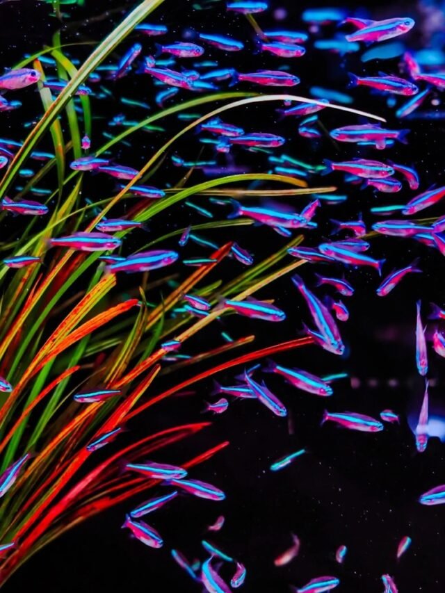 Ảnh Cá Neon Vua Ánh Xanh Tím, Bơi Đàn Rất Sang