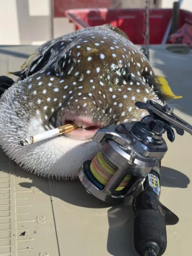 Ảnh Cá Nóc Da Beo Hoa Văn Lạ Mắt, Cực Kỳ Cá Tính