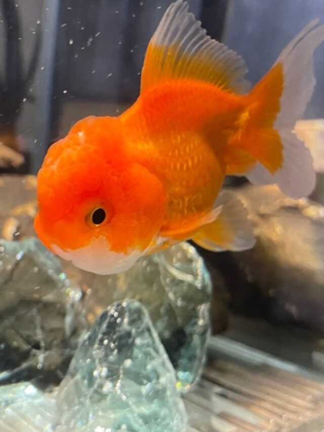 Ảnh Cá Ping Pong Tròn Xinh, Bơi Chậm Và Rất Dễ Thương