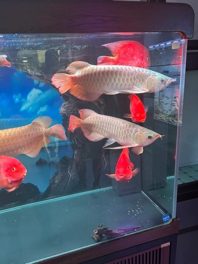 Ảnh Cá Rồng Uy Nghi, Dáng Bơi Đẹp Và Sang Trọng