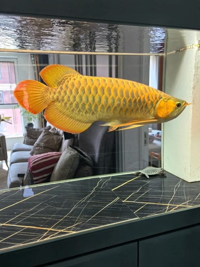 Ảnh Cá Rồng Huyết Long Đỏ Rực, Uy Nghi Và Đẳng Cấp