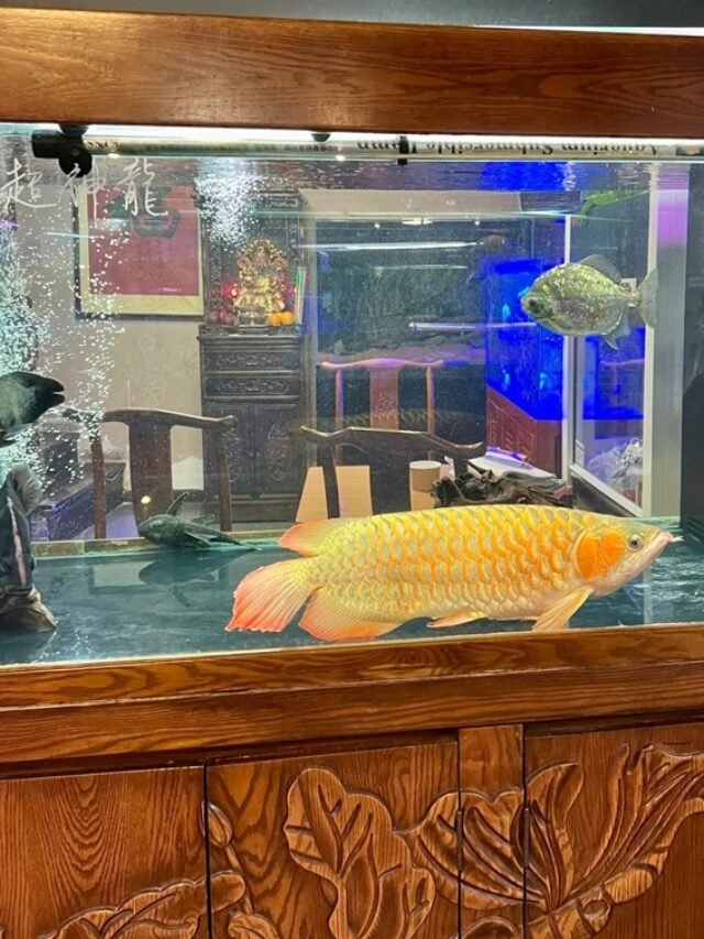 Ảnh Cá Rồng Kim Long – Vẻ Đẹp Sang Trọng, Uy Quyền