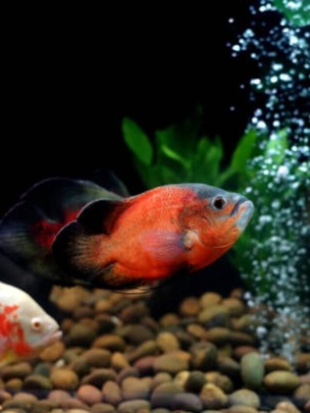 Ảnh Cá Tai Tượng Châu Phi – Vẻ Đẹp Oai Vệ Dưới Nước