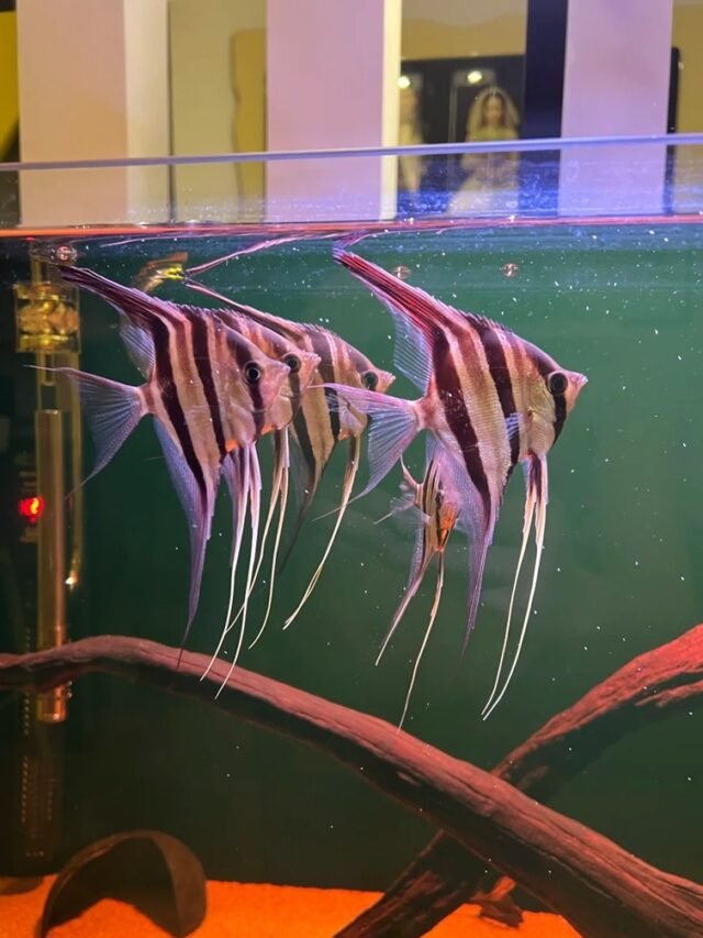 Ảnh Cá Thần Tiên Ai Cập Đen Huyền, Dáng Bơi Thanh Thoát