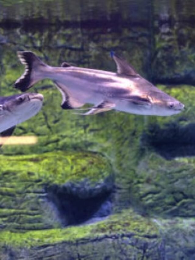 Ảnh Cá Thành Cát Tư Hãn Sọc Đen Mạnh Mẽ, Bơi Đàn Sung