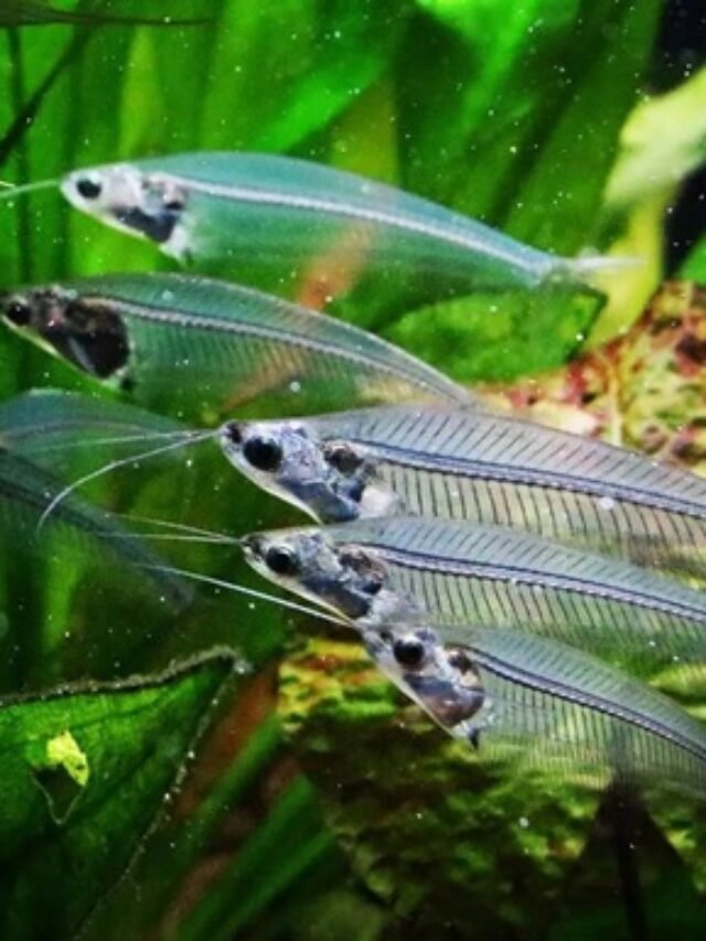 Ảnh Cá Thủy Tinh Trong Suốt, Nhẹ Nhàng Và Rất Lạ Mắt