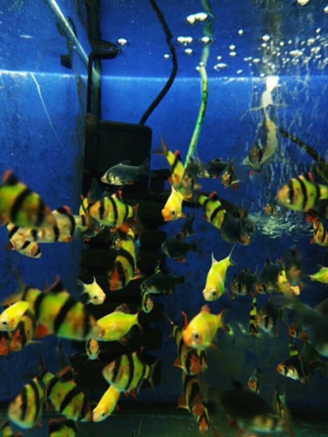 Ảnh Cá Tứ Vân Sọc Đen Cá Tính, Bơi Rất Sung