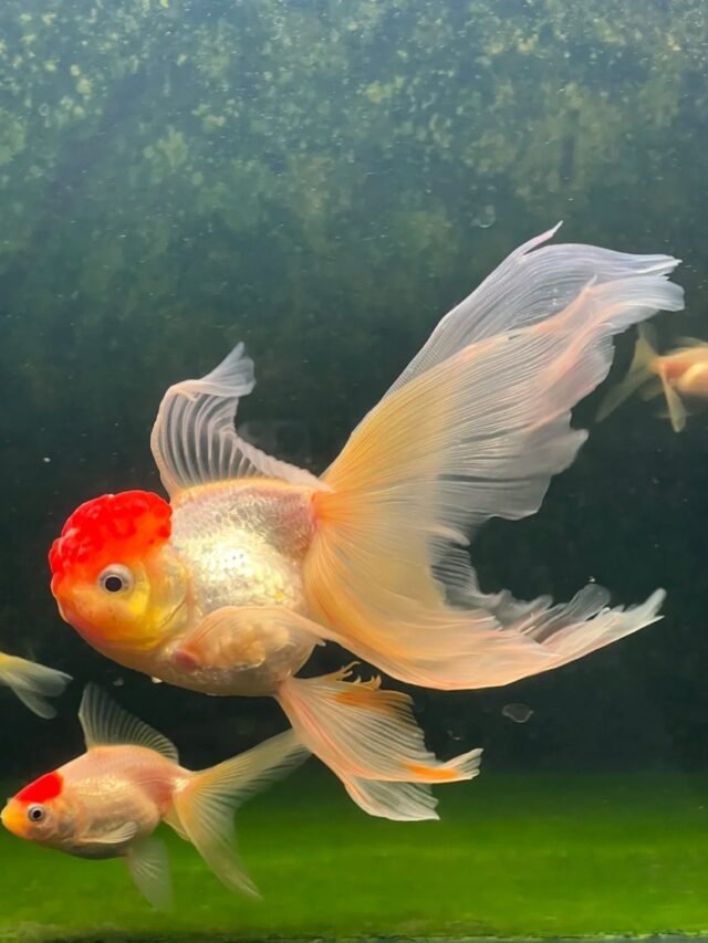 Ảnh Cá Vàng 3 Đuôi Xòe Đẹp, Bơi Nhẹ Và Rất Duyên
