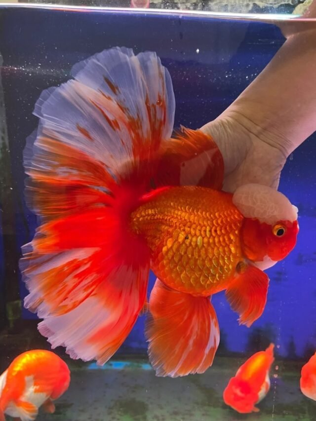 Ảnh Cá Vàng Đầu Lân Đầu U Tròn, Bơi Nhẹ Và Rất Sang