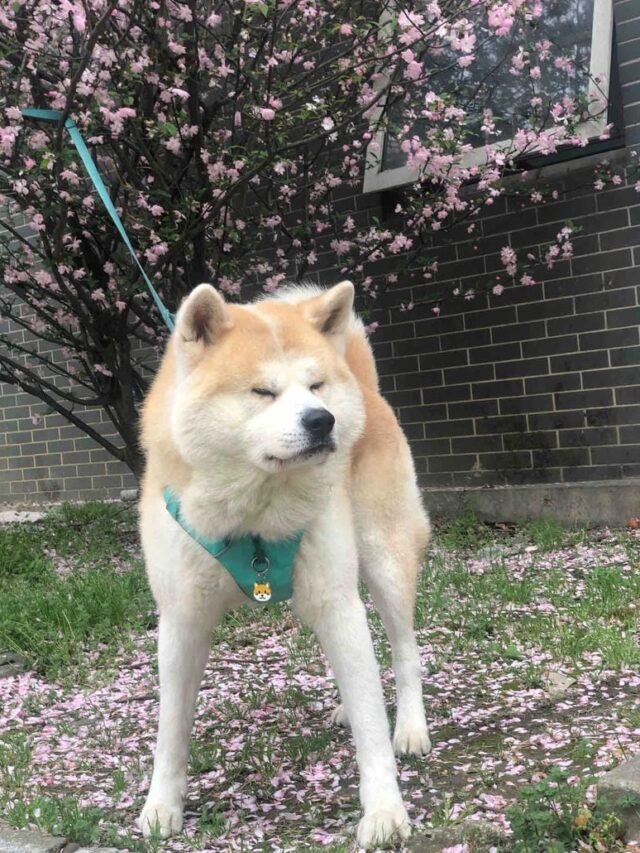 Ảnh Chó Akita Nhật Bản – Mạnh Mẽ & Trung Thành